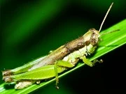 Locust 